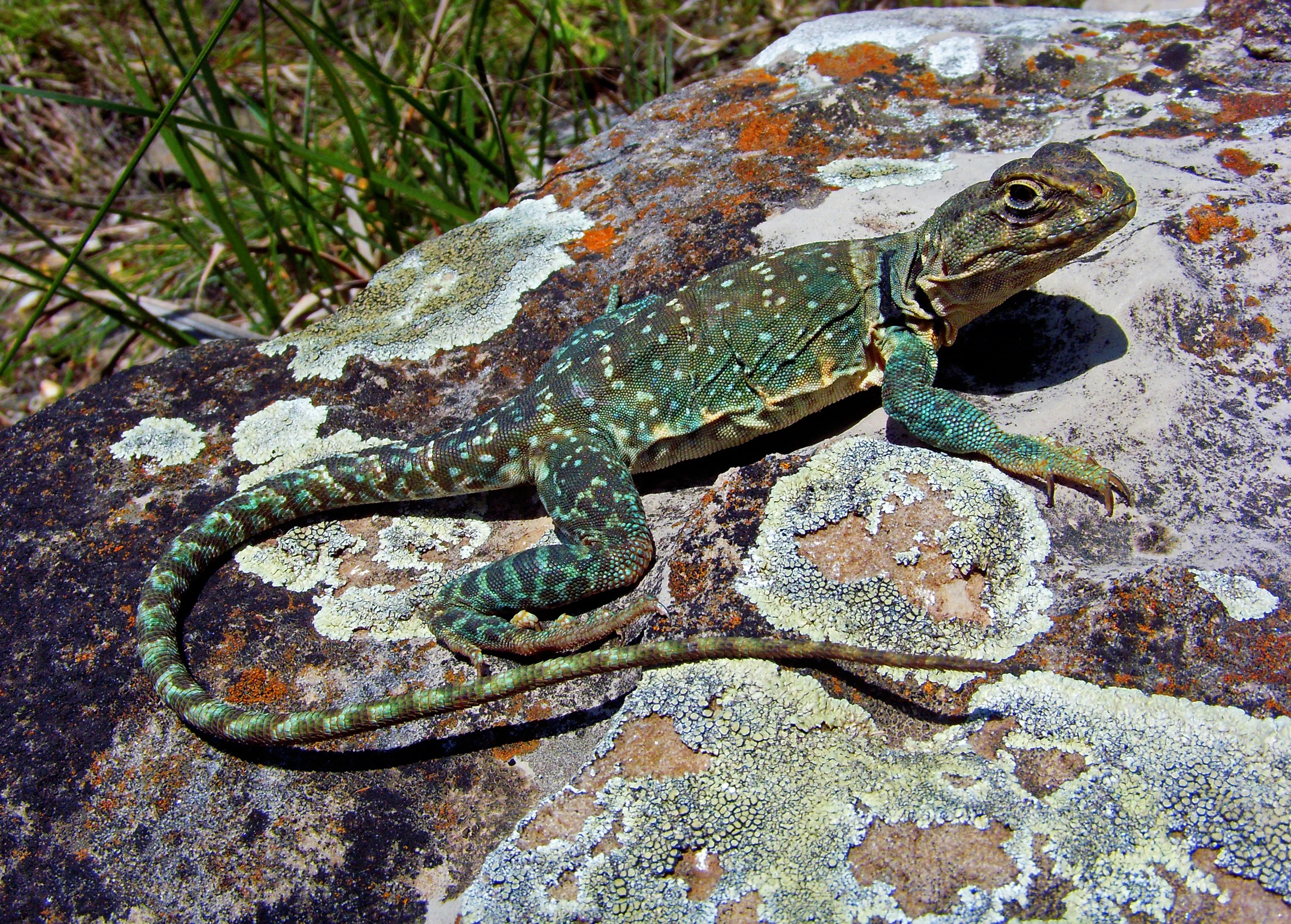 Common Collared Lizard Care Guide: Bright Light, UVB, and a Measured Rock Gradient featured image