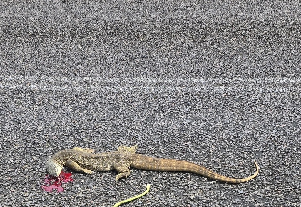 Reptile Wiki featured image
