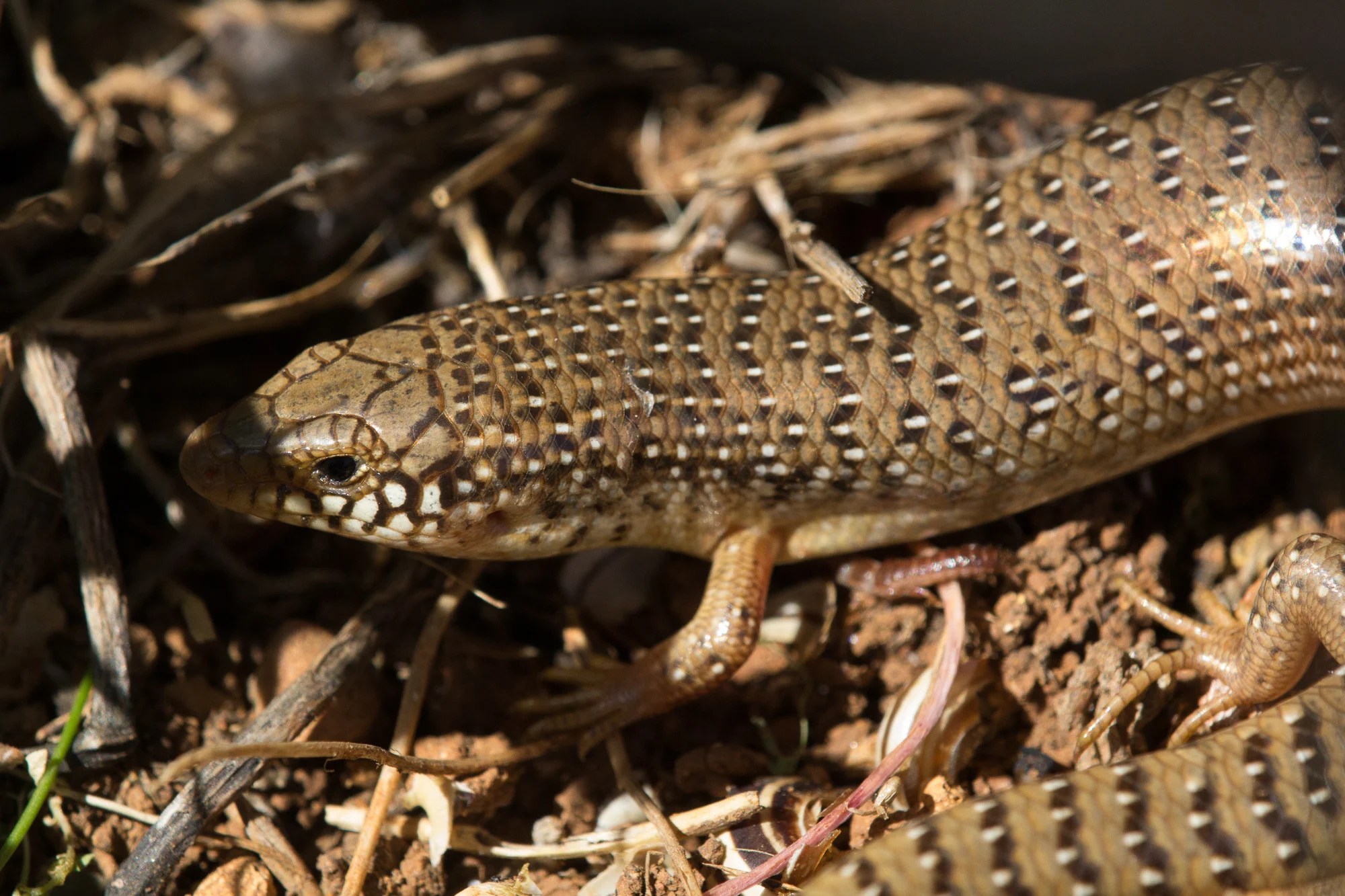 Ocellated Skink Care Guide: Deep Substrate, Heat Gradients and Humidity featured image