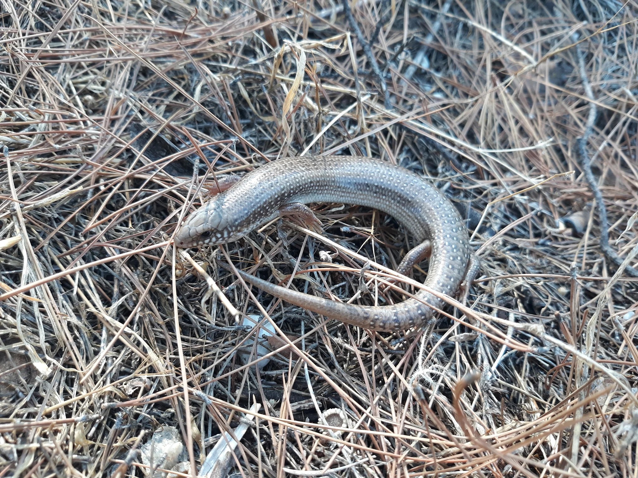 Reptile Wiki featured image