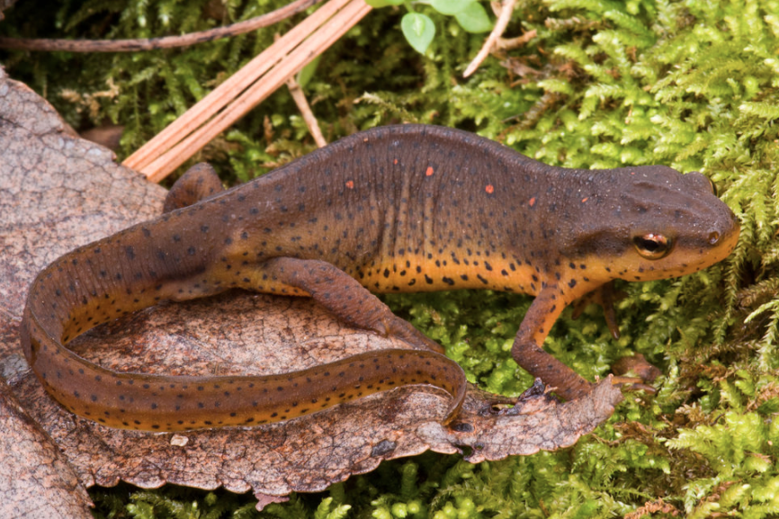 Image result for newt