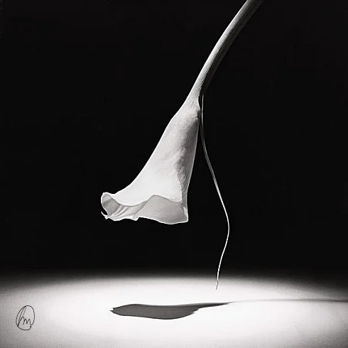 Robert Mapplethorpe