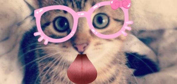 Bewegung sorgt dafür, dass der wieder steigt. So Suss Sind Unsere Katzen Auf Snapchat Community Heute At