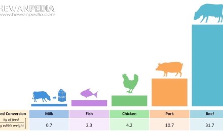 Pengertian dan Cara Menghitung Food Conversion Ratio (FCR)