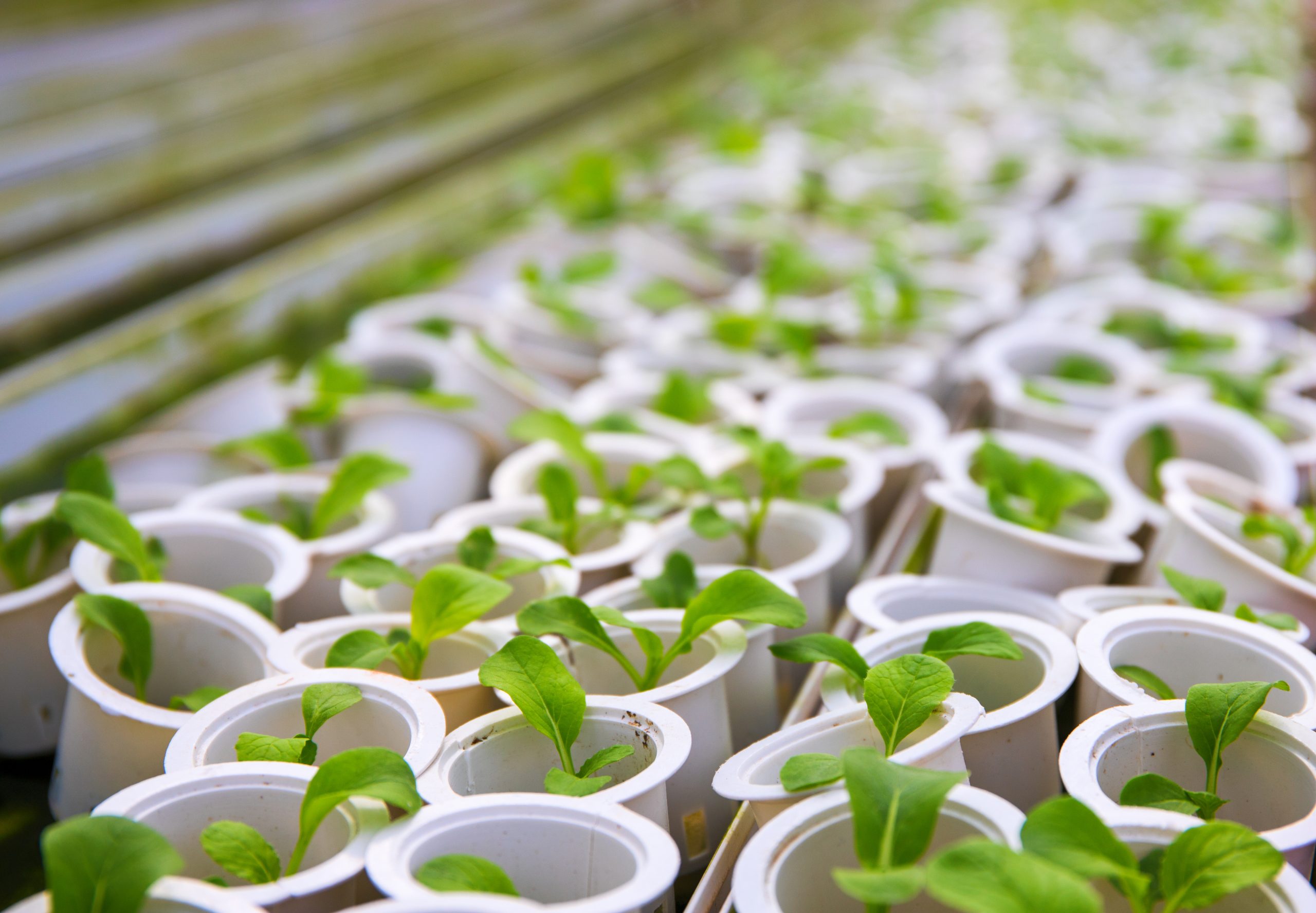 Green saplings in white flowerpots. Growing plant from seed. Flower sapling in plastic pot. Flower growth farm. Greenhouse plants. Spring seedling on agriculture facility. Young green sprout