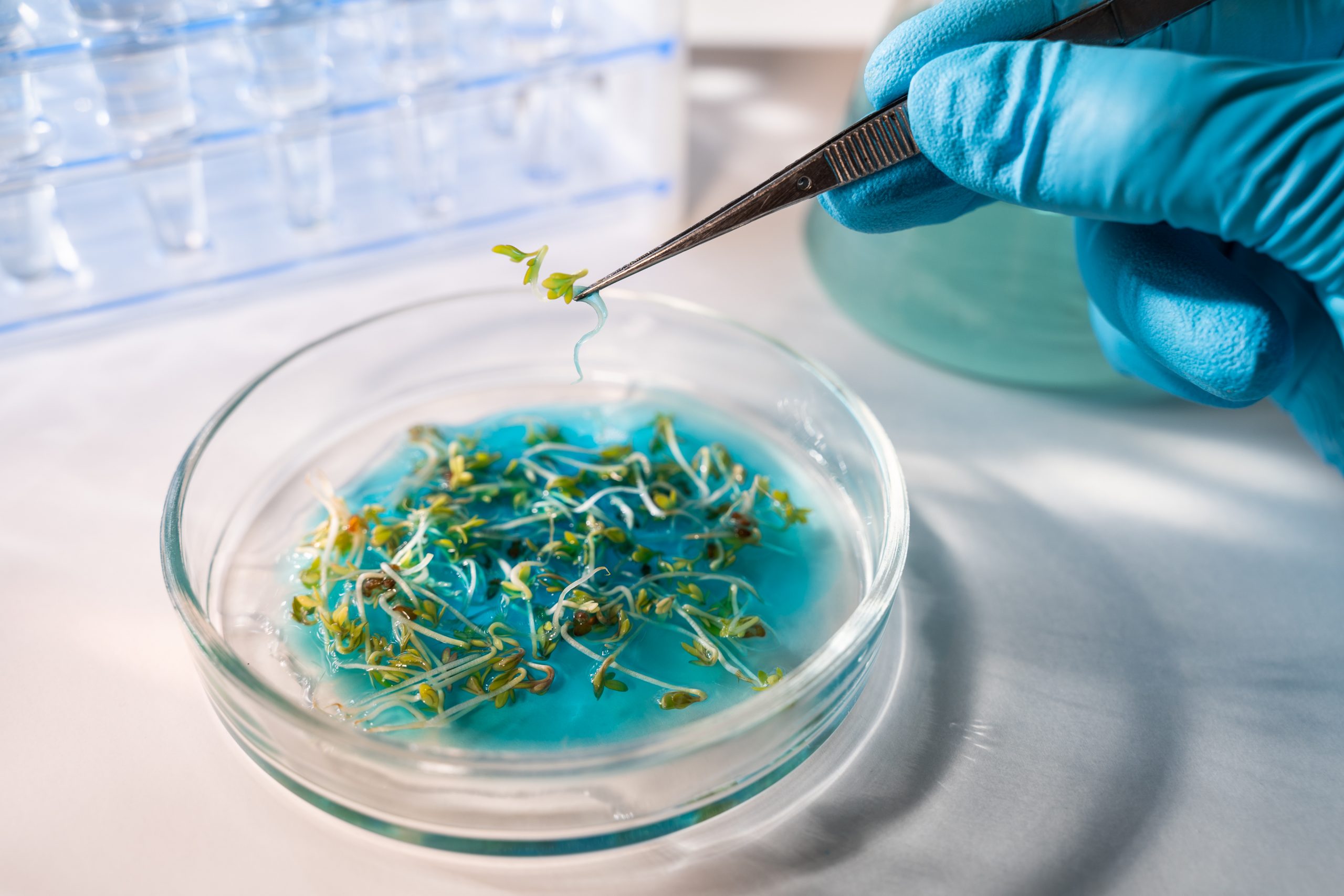 Scientist working with gmo plants and seeds in biological laboratory. Using injector for testing the leaf. Top view