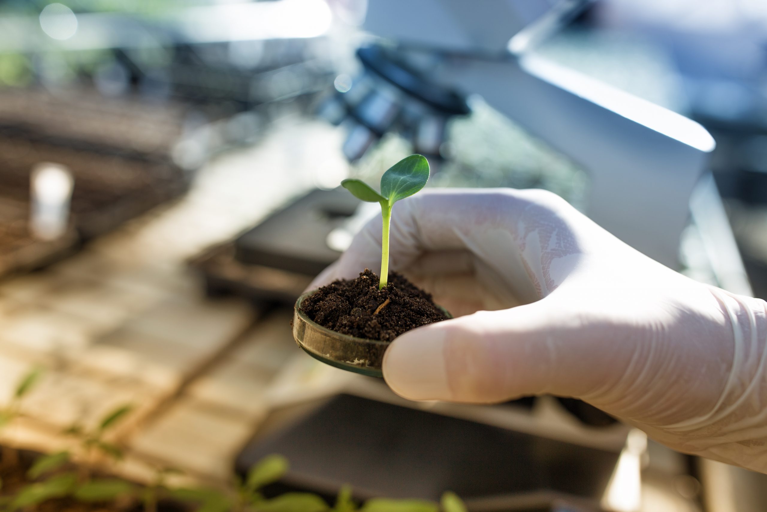 Close up of biologist's hand with protective gloves holding petri dish with soil and young plant. Microscope in background. Biotechnology, plant care and protection concept