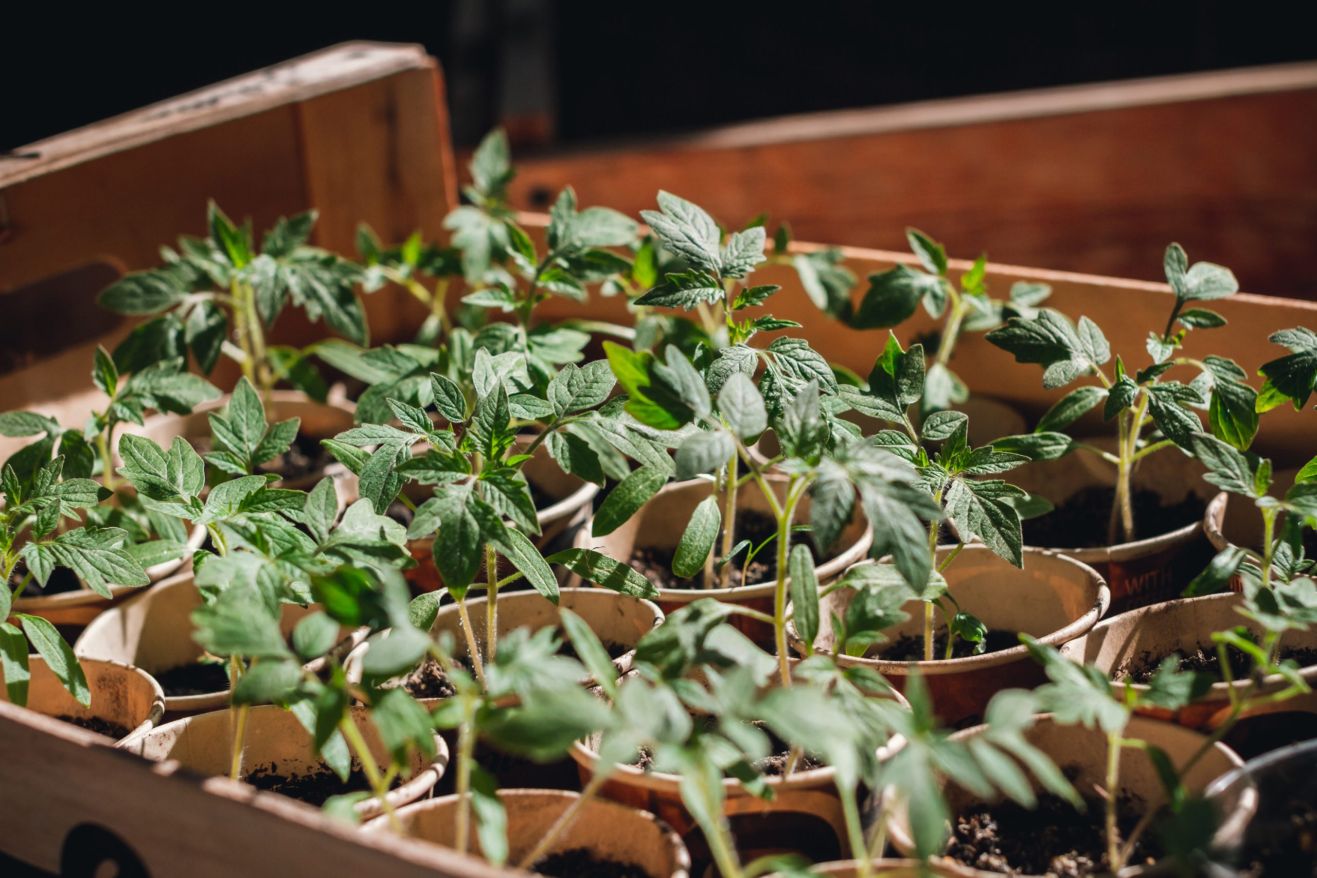 home seedling tomato garden young tomato plants growing out of soil