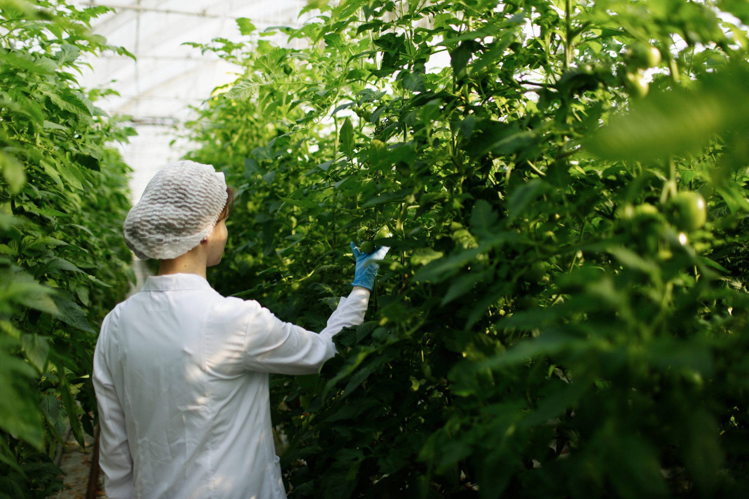 Biotechnology woman engineer examining plant leaf for disease