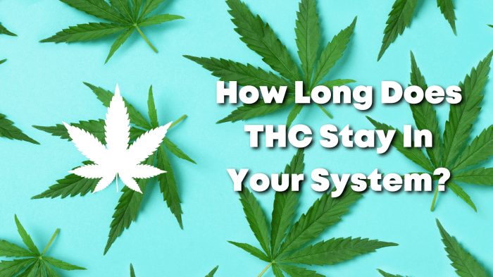 How long does thc oil stay in my system