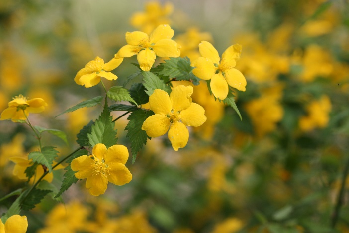 Learn which of these hardy blossoms is right for you. Japanese Kerria Home Garden Information Center