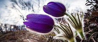 pasqueflower