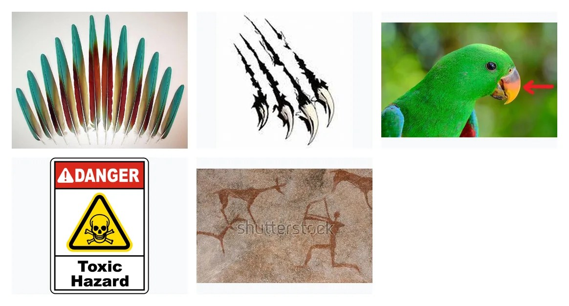 Gallery of 5 animals discussion images from slide 11.