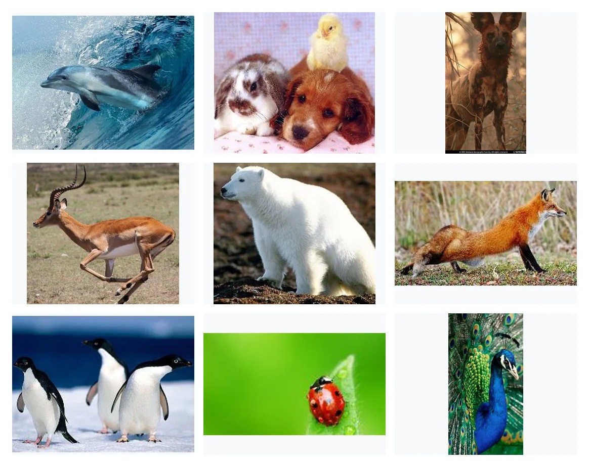 Gallery of 9 animals discussion images from slide 12.