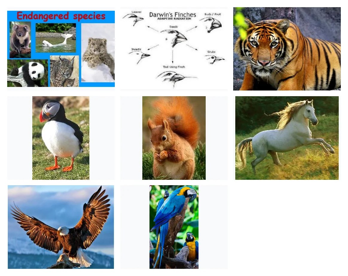 Gallery of 8 animals discussion images from slide 13.