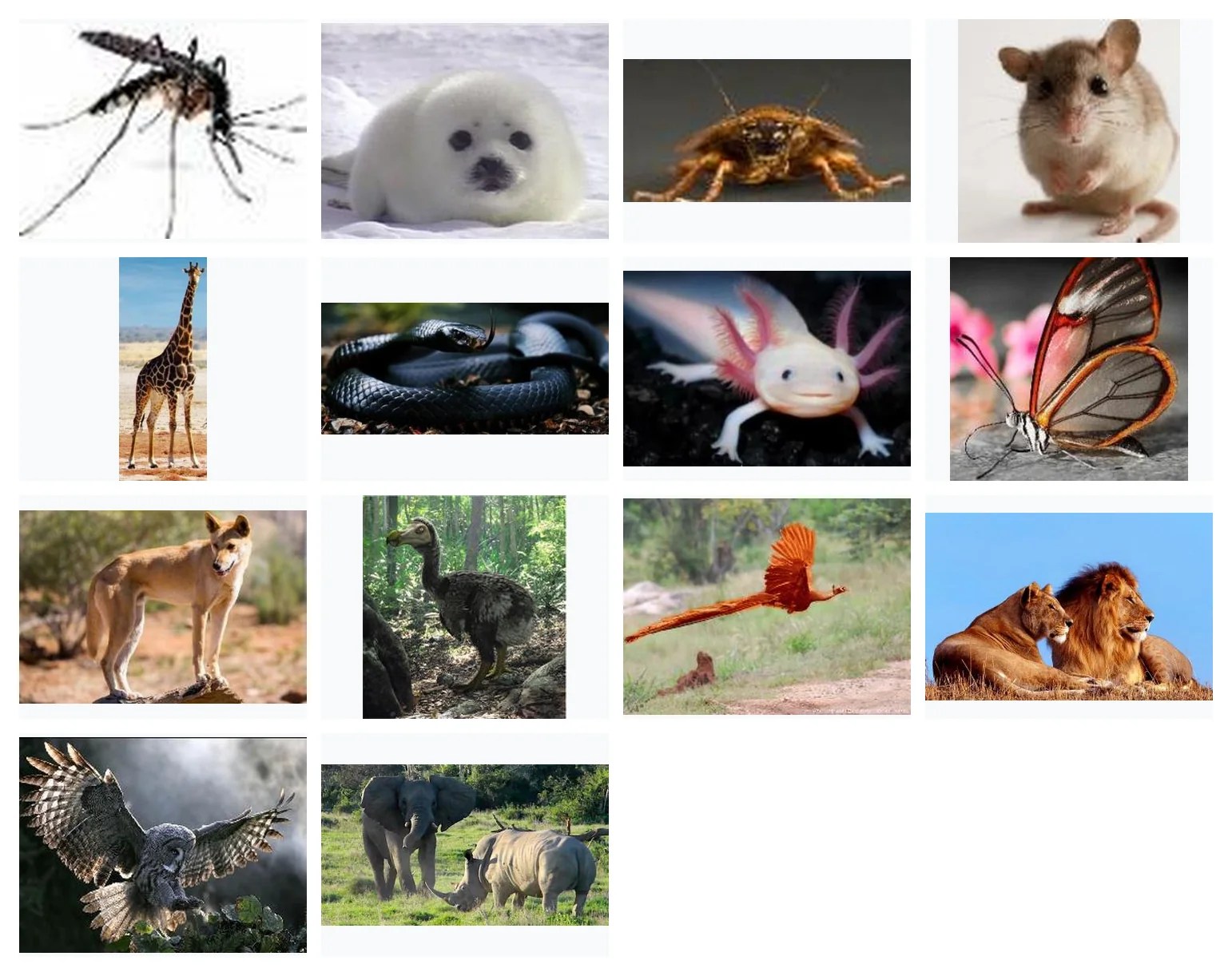 Gallery of 14 animals discussion images from slide 19.