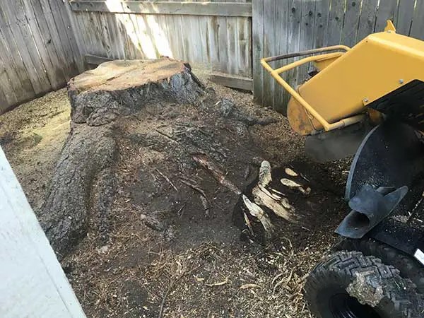 5 Ways To Remove A Tree Stump Lawnstarter