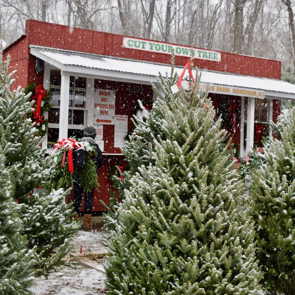 Sure, a freshly cut christmas tree smells great — for a few weeks while you're also dealing with the high cost, the hauling home, the dog drinking its water and the eventual crispy fire hazard it becomes. Home Hidden Pond Tree Farm