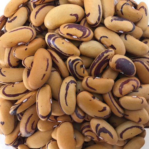 Tiger Eye (dry, snap, shell bean) High Desert Seed + Gardens