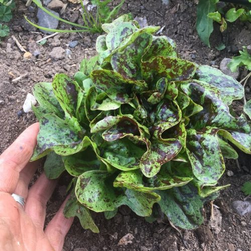 (BUTTER OAK LETTUCE)