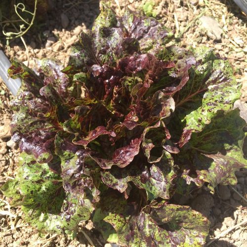 (ROMAINE)