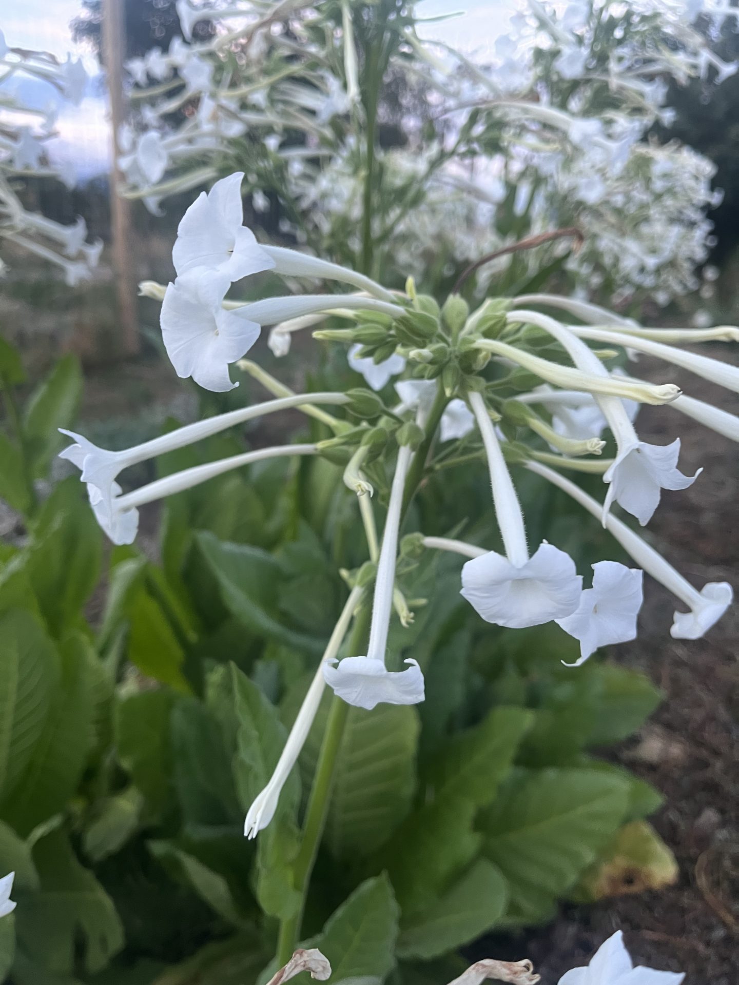 ornamental tobacco plant Woodland Tobacco