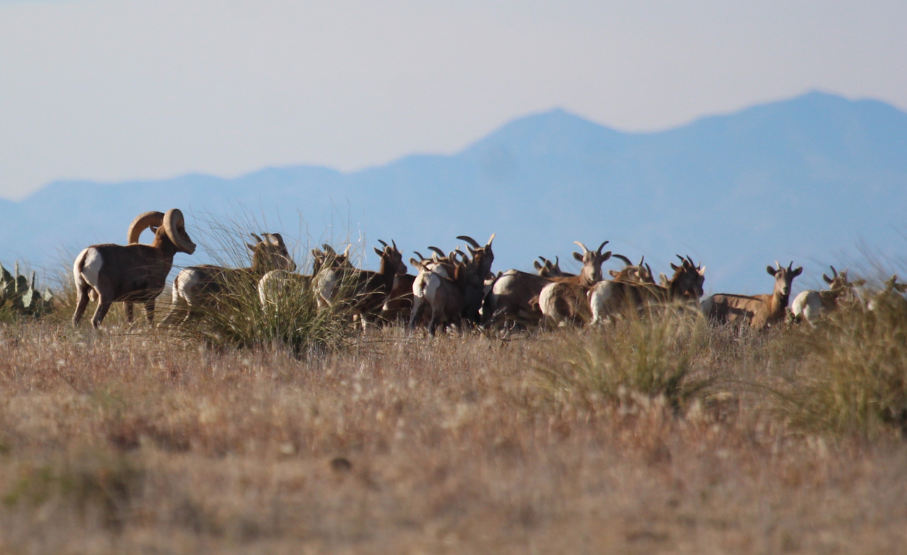 A Tribute To Fallen Sheep Conservationists - Higher Calling Wildlife