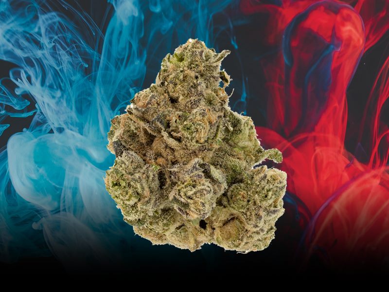 Chatter Box craft cannabis bud