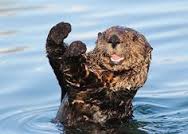 Sea otters making a comeback on the California coast