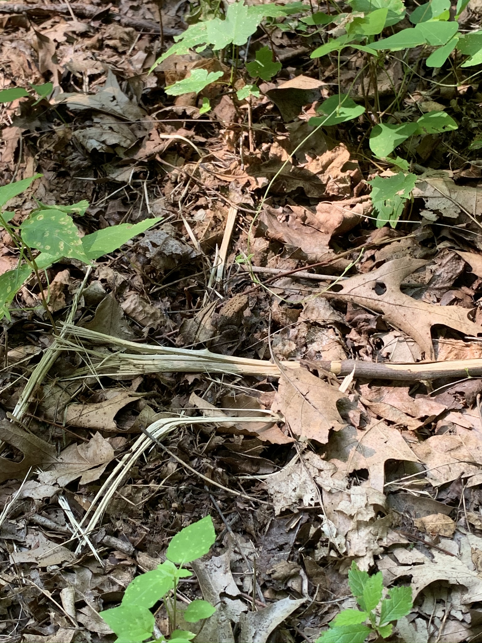 Wisconsin’s Kettle Moraine State Forest North, Zillmer Trail System