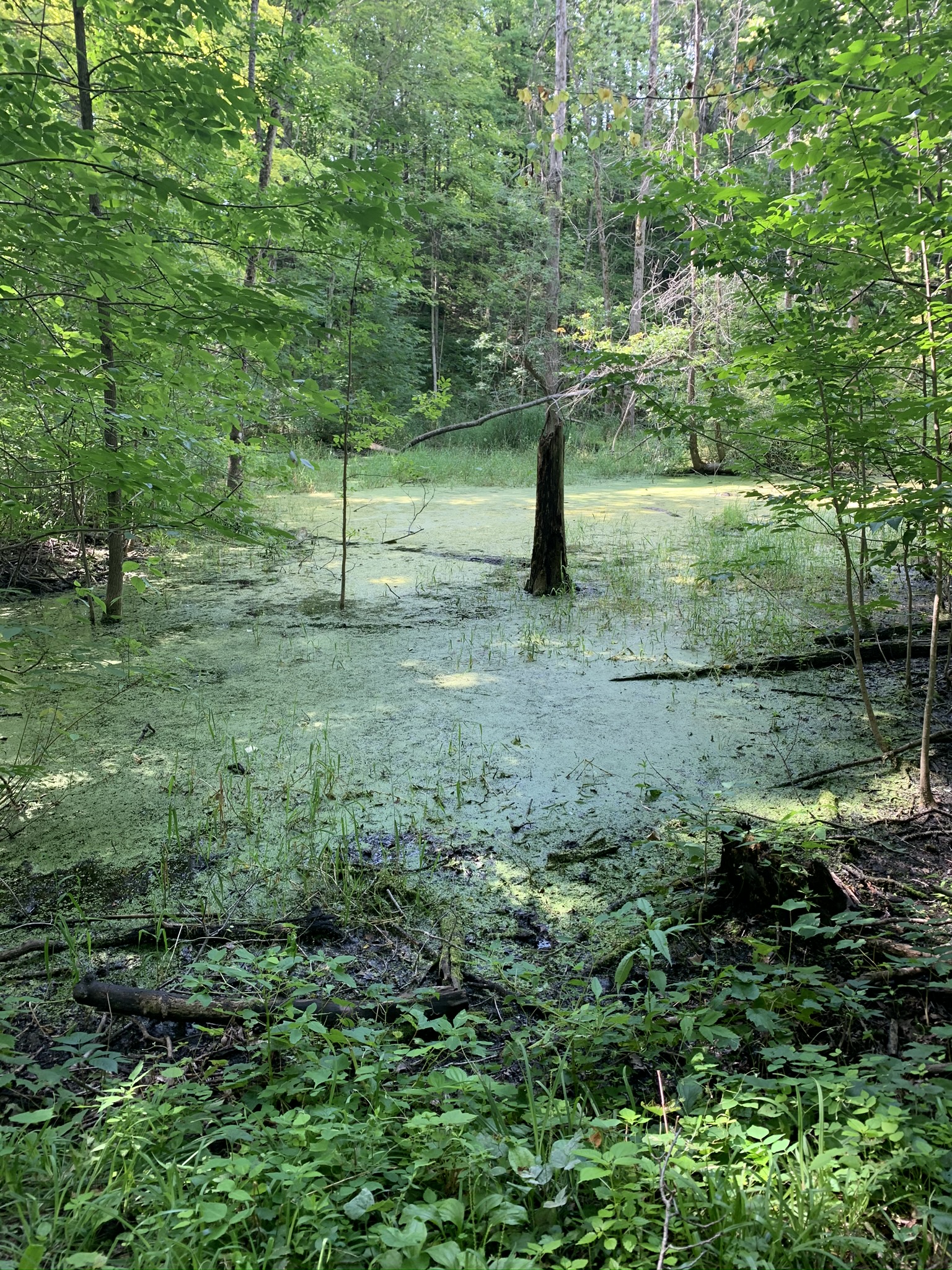 Wisconsin’s Kettle Moraine State Forest North, Zillmer Trail System