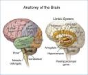 brain_headborder.jpg