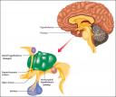 hypothalamus2.jpg