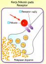 Reseptor Nikotin 1