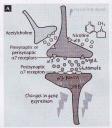 Reseptor Alfa-4 Beta-2 di Sinaps