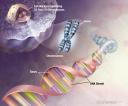 dna-high.jpg