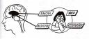 Ini Otak Mamalia (sistem limbik)