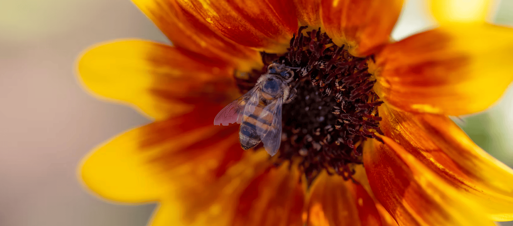 Debellis Family Farm – Golden Hour at the Farm