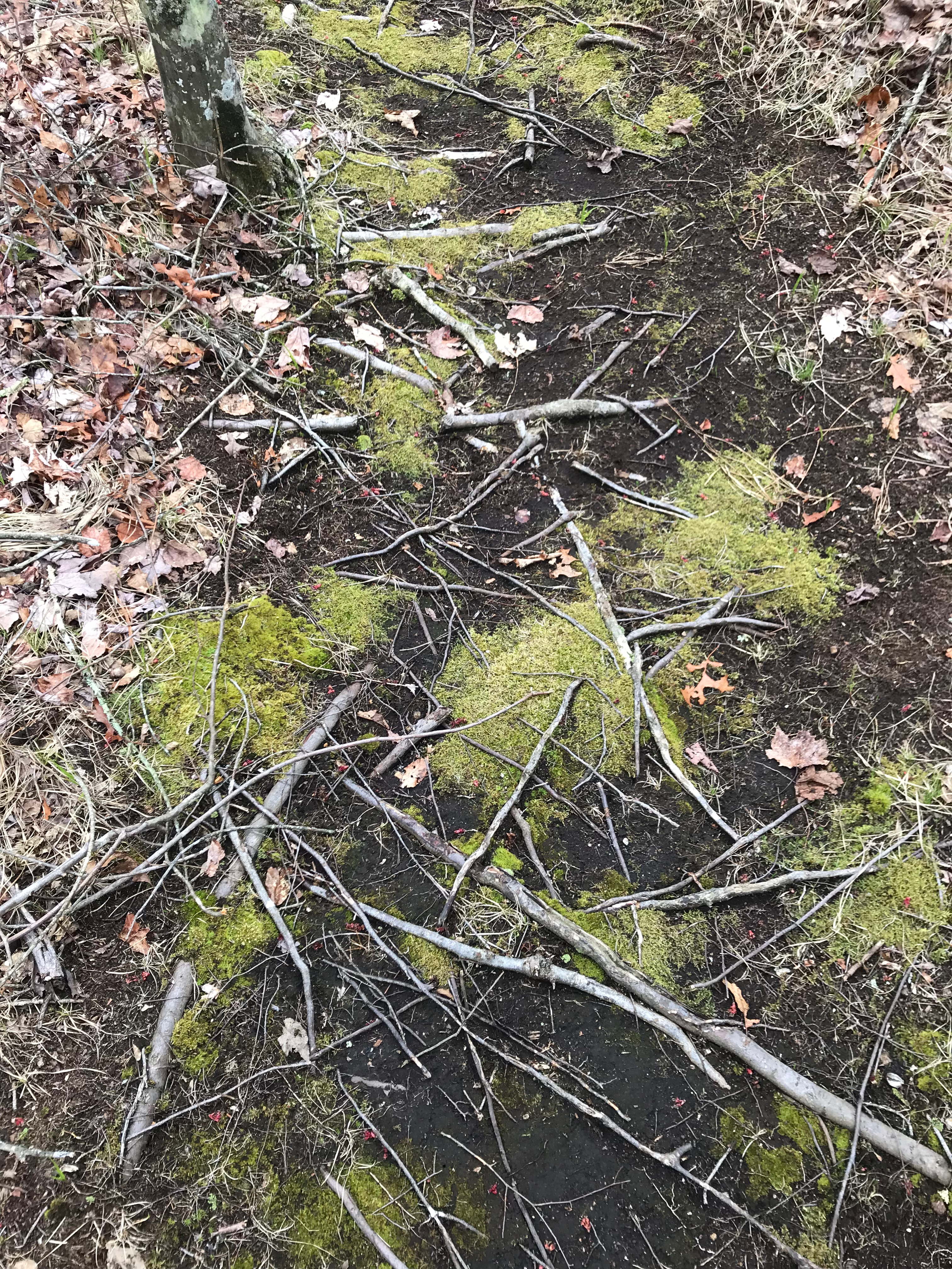 Moss carpentry everywhere