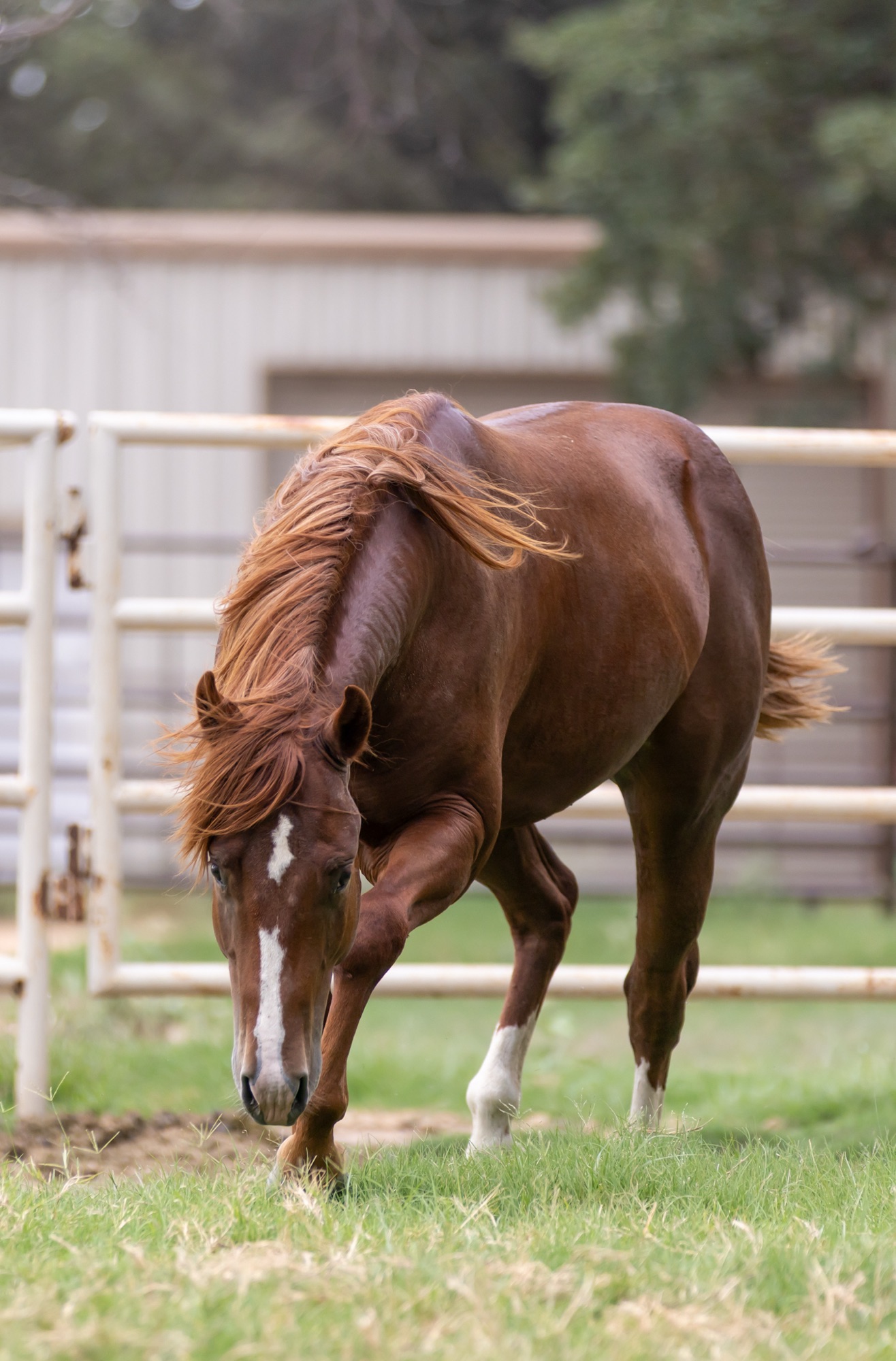 Hillis Ranch Reiners – Bred for this