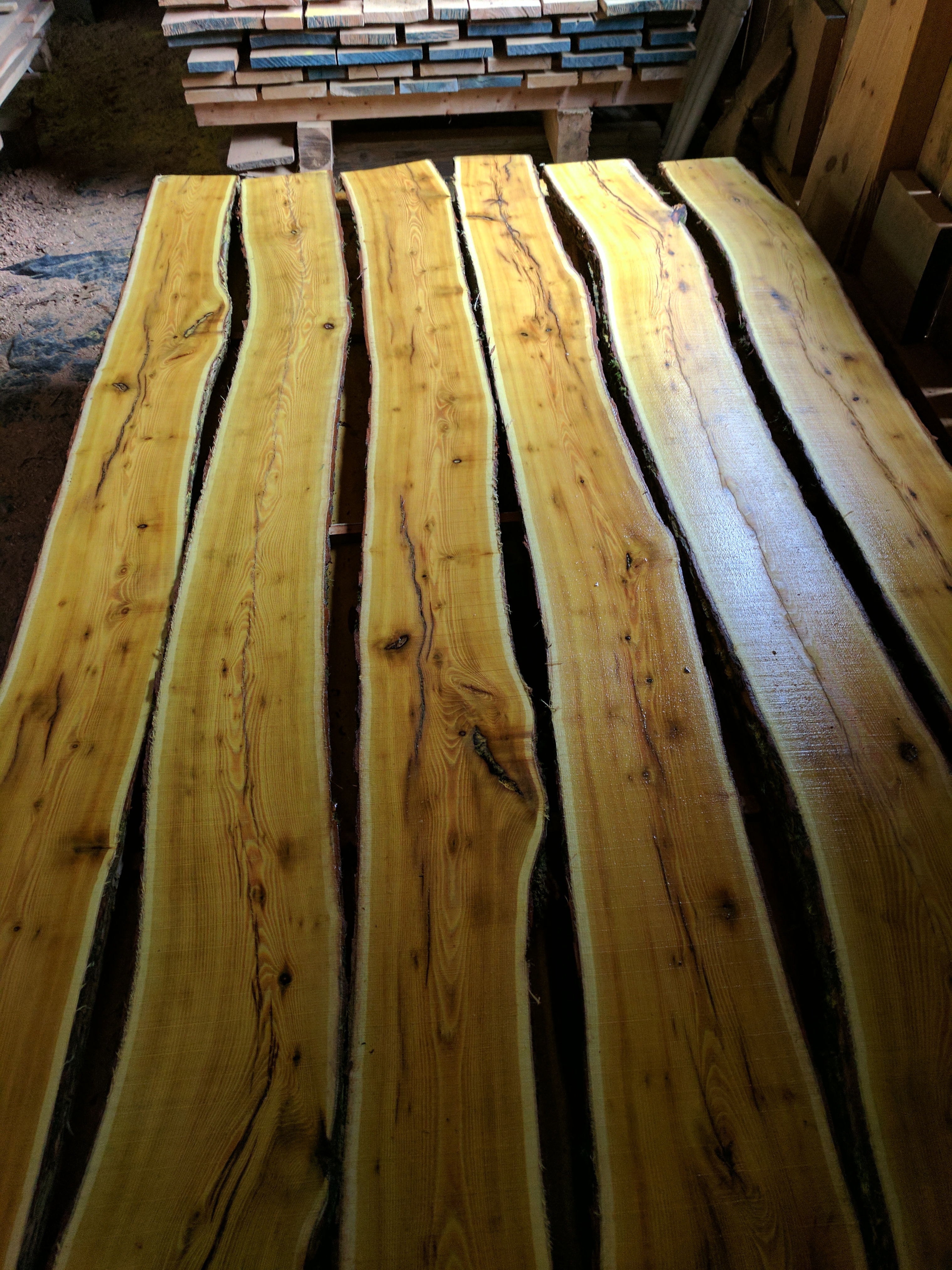 Osage Orange