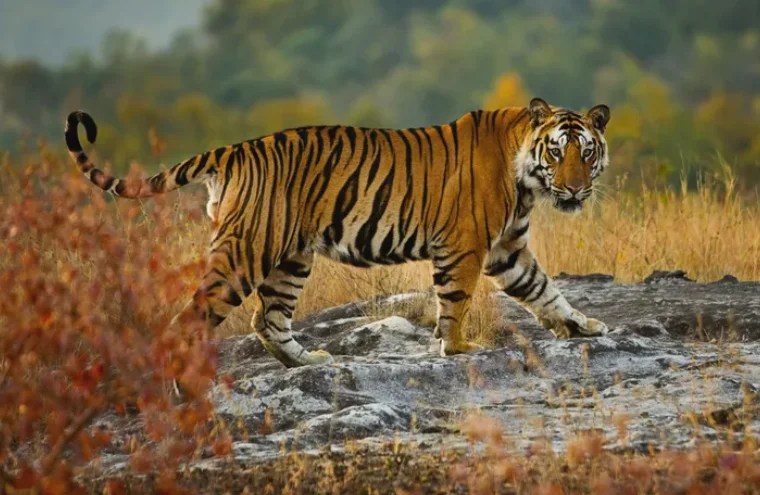 Tiger census from December 16