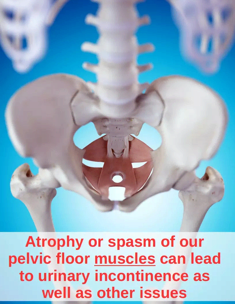 Illustration of pelvic floor muscle anatomy