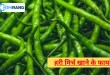 हरी मिर्च खाने के फायदे: पाचन से इम्युनिटी तक सेहत को मिलते हैं कई लाभ