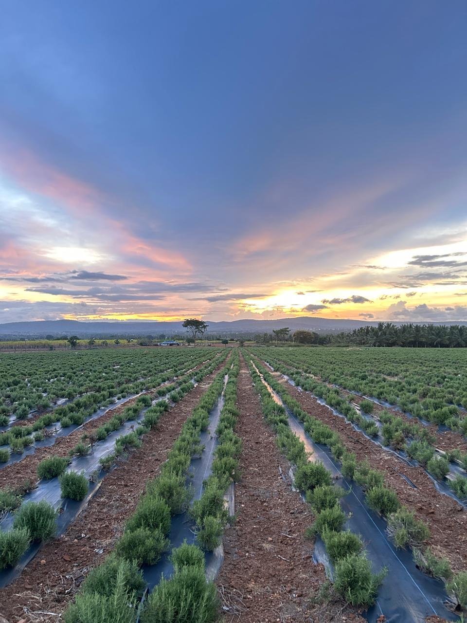 From Sapling to Essential Oil: How Swastik Natural Oils Is Building a Rosemary Ecosystem in India