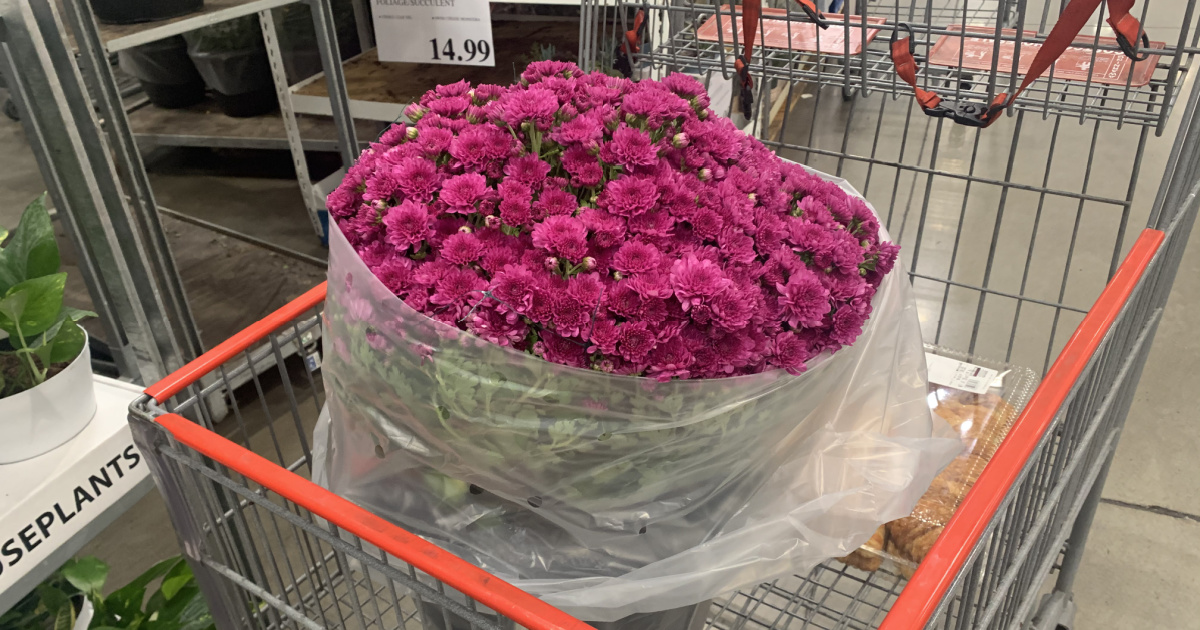 potted fall mums just 1399 at costco variety of beautiful colors hip2save on where to buy large mums near me
