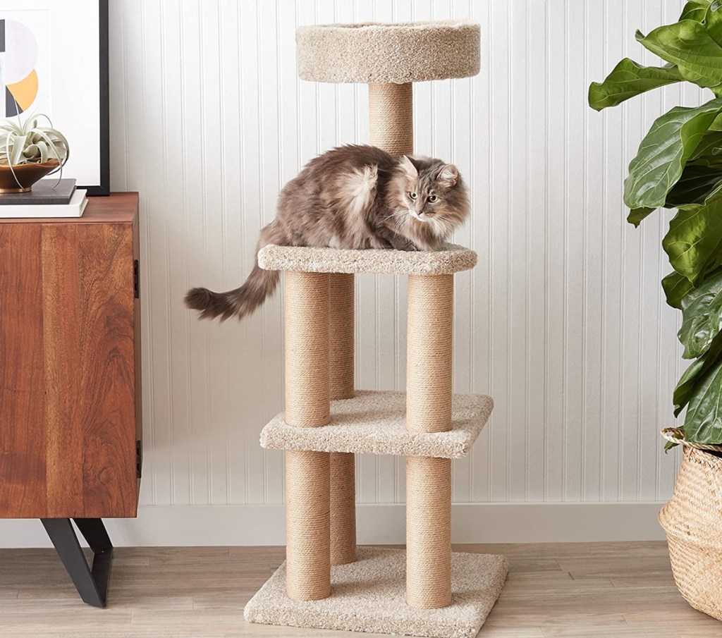 cat on tan cat tree