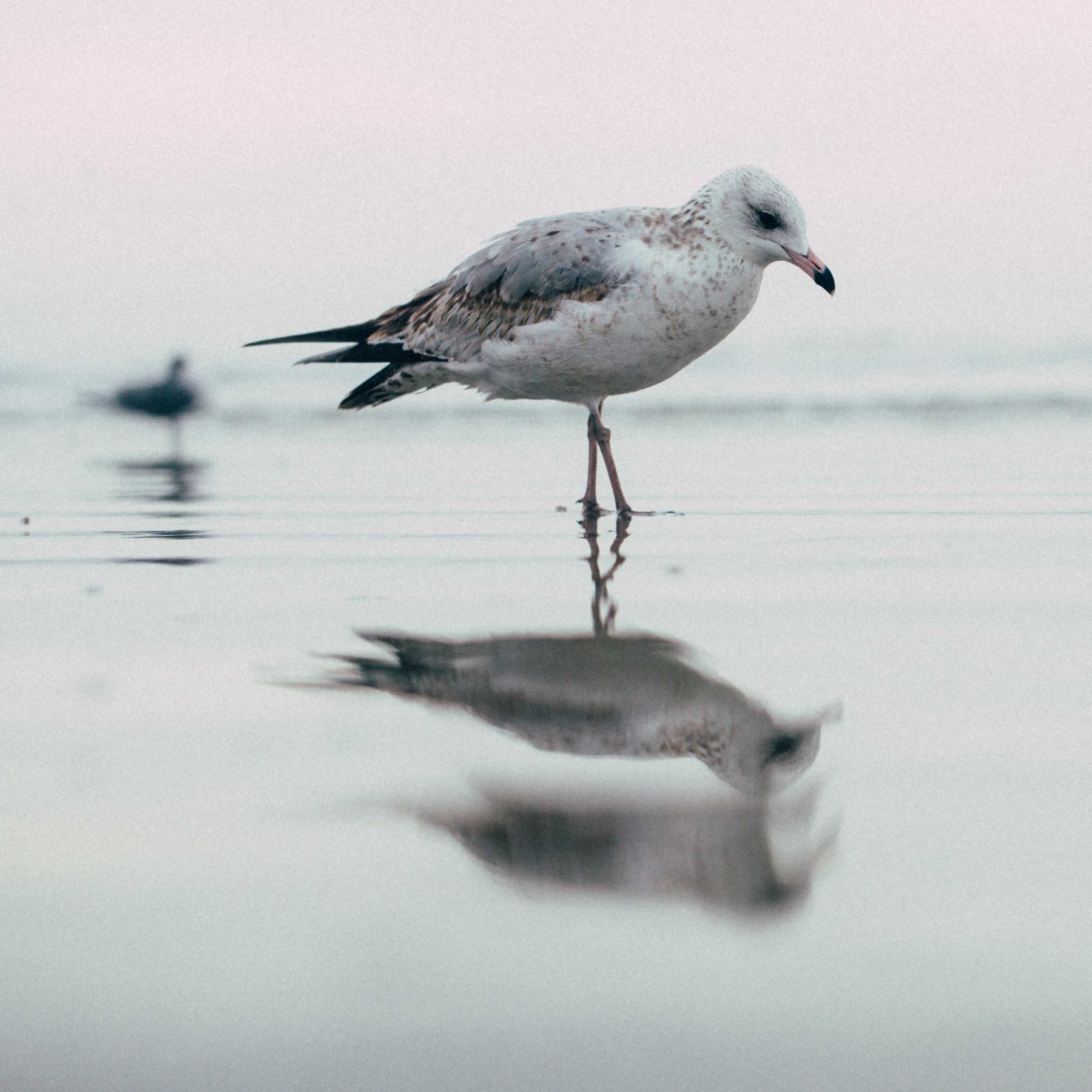 8-gullreflection