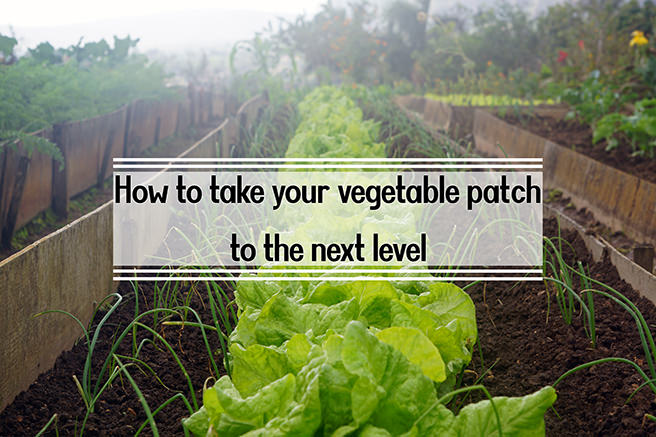 How to take your vegetable patch to the next level