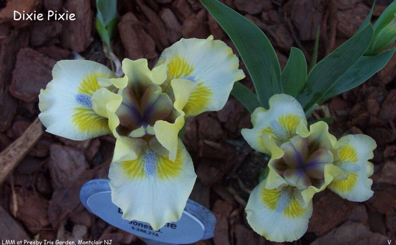 Dixie Pixie - 4K Nature Patterns for Desktop